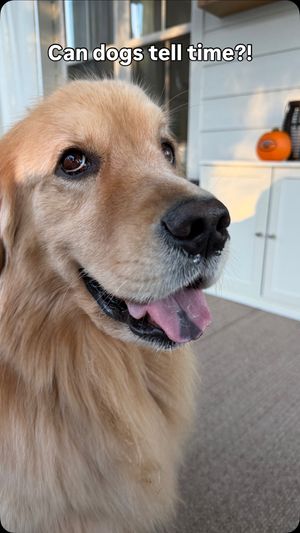 Image post by @pearl.the.golden.girl on Instagram