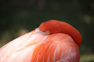 Image post by @bhamzoo on Instagram