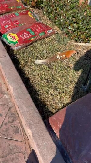 Video post by @RoyalMagnoliaLandscaping on Facebook