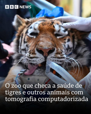 Image post by @bbcbrasil on Instagram