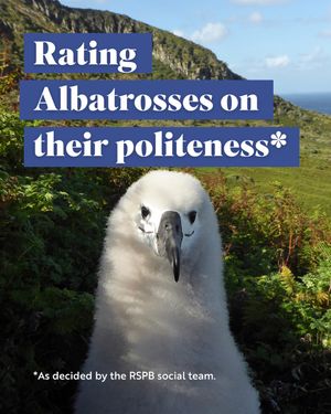 Image post by @rspb on Instagram