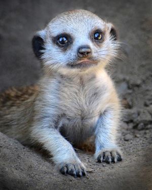 Image post by @sandiegozoo on Instagram