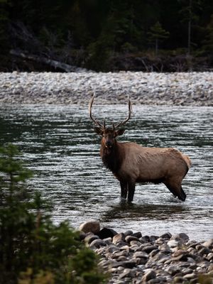 Image post by @banffspringsgolfcourse on Instagram