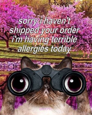 Image post by @shopify on Instagram