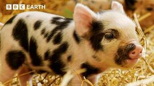 Video post by @bbcearth on YouTube