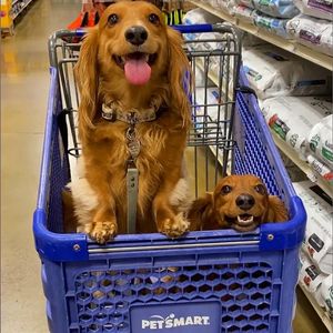 Image post by @petsmart on Instagram