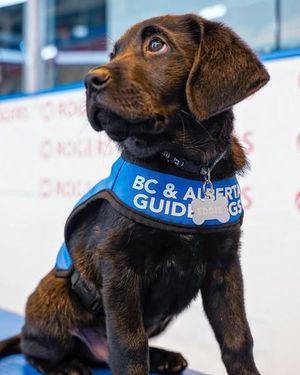 Image post by @canuckspup on Instagram