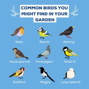 Image post by @rspb on Instagram