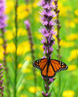 Image post by @ahs_gardening on Instagram