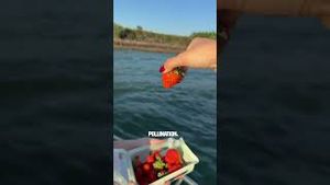 Video post by @bostonwithemily on YouTube