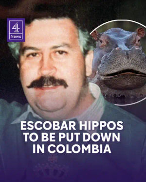 Image post by @c4news on TikTok