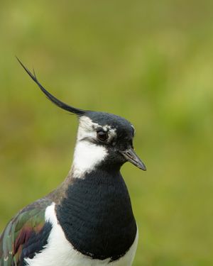 Image post by @rspb on Instagram