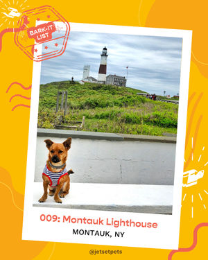 Image post by @jetsetpets on Instagram