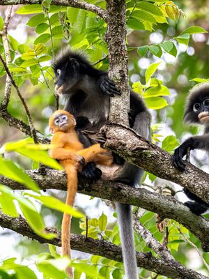 Image post by @animalplanet on Instagram