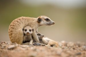 Image post by @animalplanet on Instagram