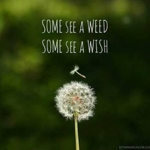 Image post by @leafyaffair on Instagram