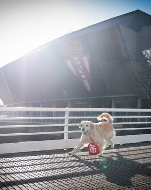 Image post by @realsporting on Instagram