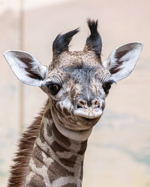 Image post by @thetorontozoo on Instagram