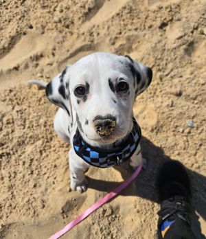 Image post by @petsmart on Instagram