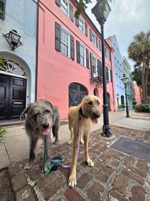 Image post by @thesavannahwolfhound on Instagram