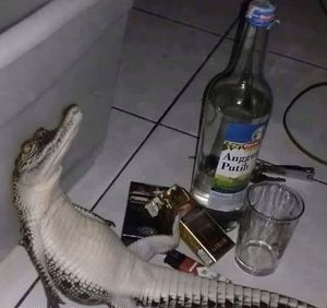 Image post by @barstoolflorida on Instagram