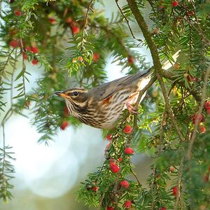 Image post by @rspb on Instagram
