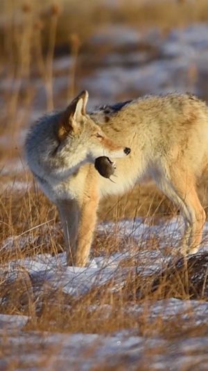 Video post by @bbcearth on Instagram