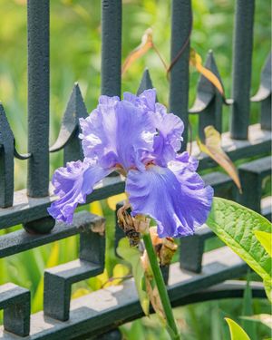 Image post by @ahs_gardening on Instagram