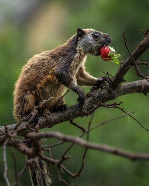 Image post by @animalplanet on Instagram