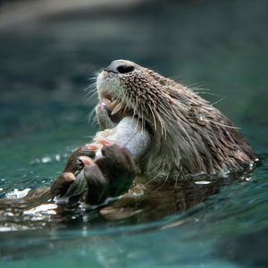Image post by @sandiegozoo on Instagram