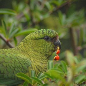 Video post by @fauna.patagonia on Facebook