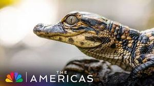 Video post by @nbc on YouTube
