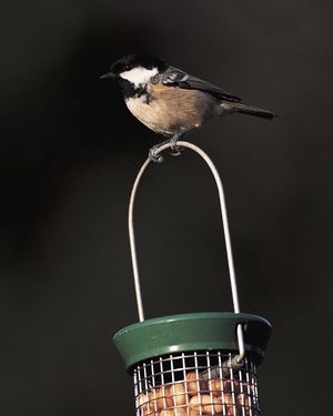 Image post by @rspb on Instagram