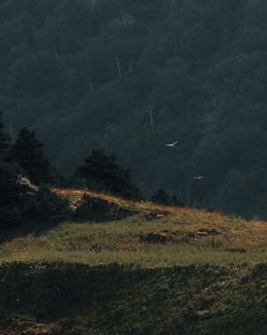 Image post by @coltonnhall on Instagram