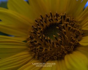 Image post by @lathanuelf_photos on Instagram