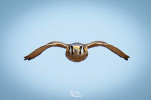 Image post by @phphotohd on Instagram