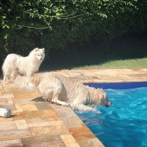 Image post by @mikethewhitegolden on Instagram