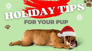 Video post by @zoomiespetcare6114 on YouTube