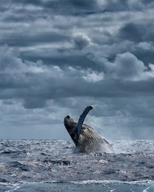 Image post by @sealegacy on Instagram