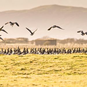 Image post by @rspb on Instagram