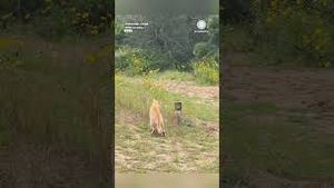 Video post by @accuweather on YouTube
