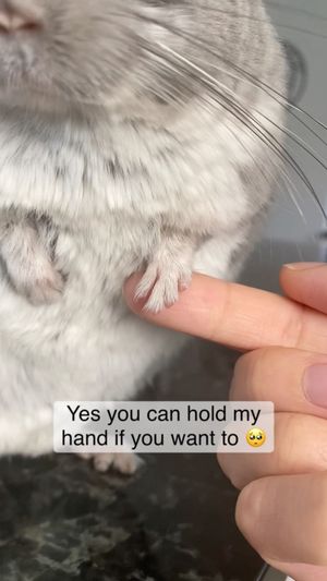 Video post by @chinpals on Instagram