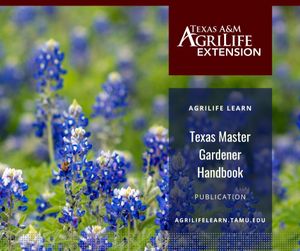 Image post by @txextension on Instagram