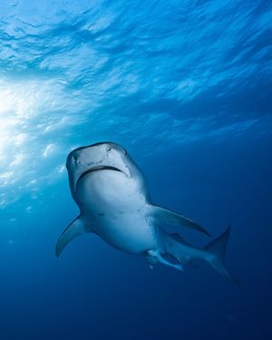 Image post by @discovery on Instagram