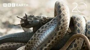 Video post by @bbcearth on YouTube