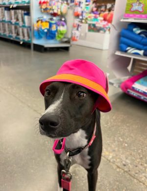 Video post by @petsmart on TikTok