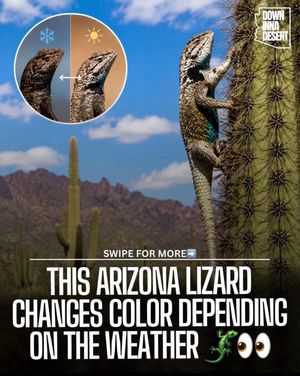 Image post by @downinnadesert on Instagram
