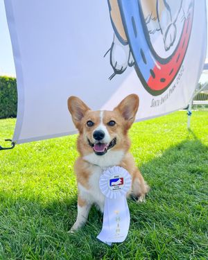 Image post by @ziggy_thecorg on Instagram