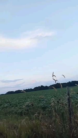 Video post by @alyshiafaith on Instagram