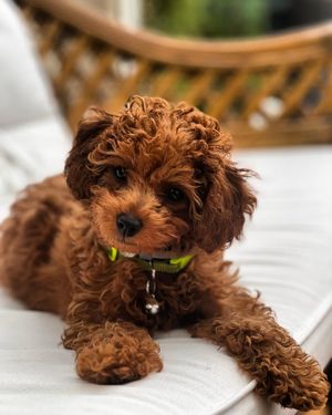 Image post by @alfie.toy.poodle on Instagram